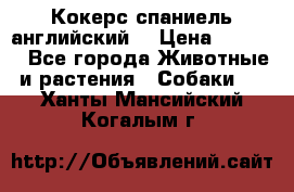 Кокерс спаниель английский  › Цена ­ 4 500 - Все города Животные и растения » Собаки   . Ханты-Мансийский,Когалым г.